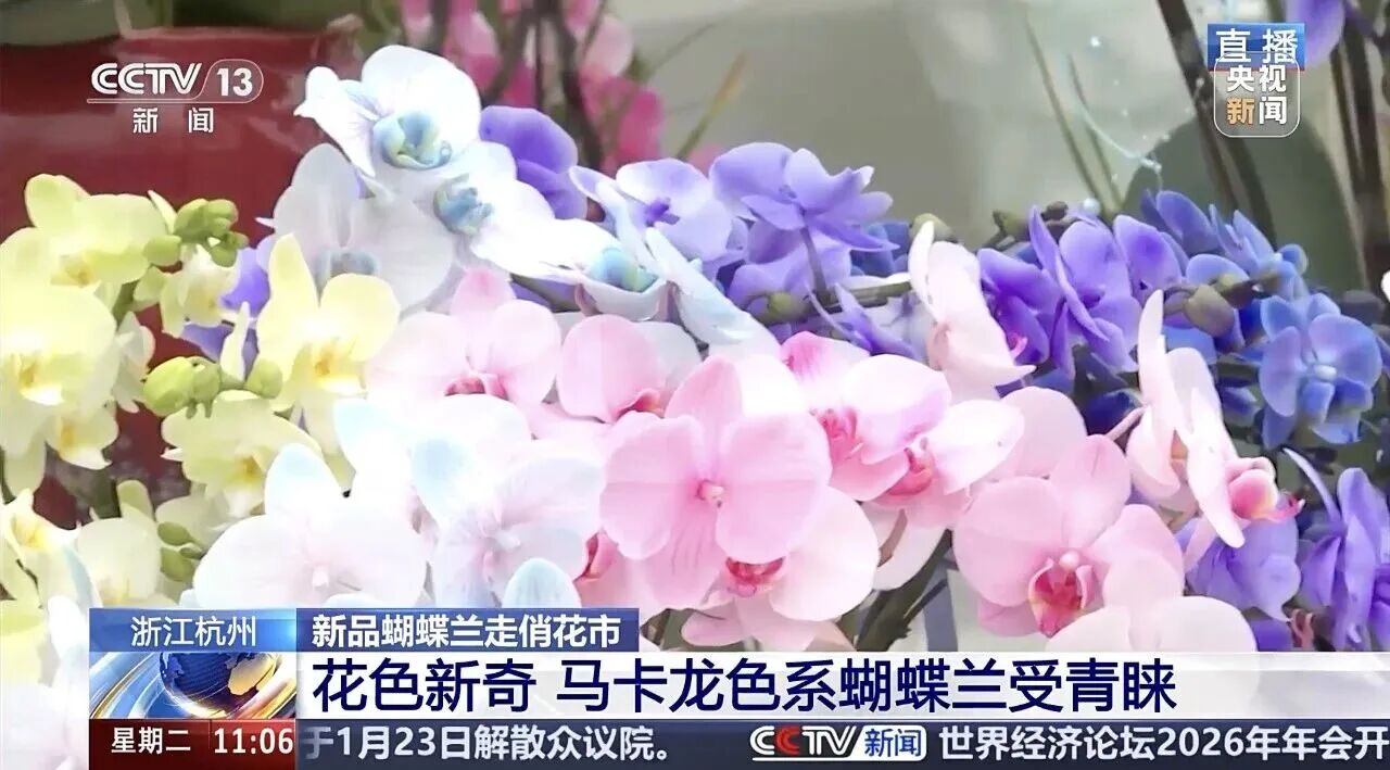 17688870988789958oCV.jpg 3.jpg